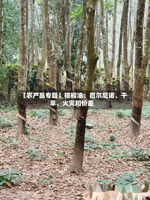 【农产品专题】棕榈油：厄尔尼诺	、干旱、火灾和价差-第2张图片