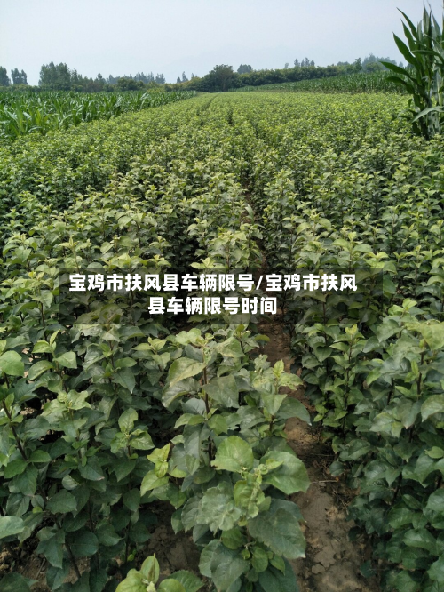 宝鸡市扶风县车辆限号/宝鸡市扶风县车辆限号时间