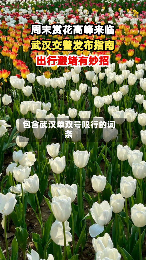 包含武汉单双号限行的词条