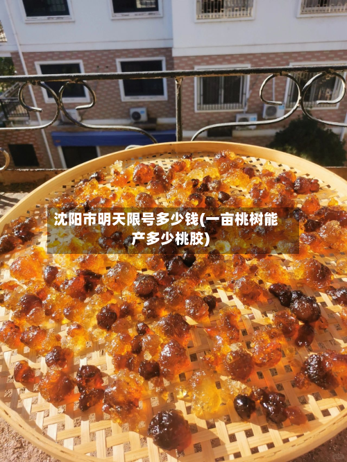 沈阳市明天限号多少钱(一亩桃树能产多少桃胶)-第2张图片