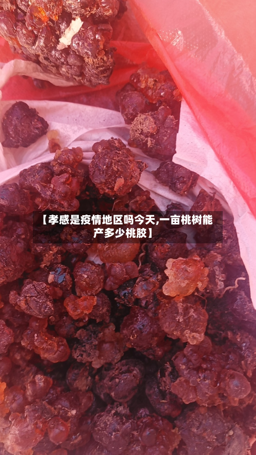 【孝感是疫情地区吗今天,一亩桃树能产多少桃胶】-第2张图片