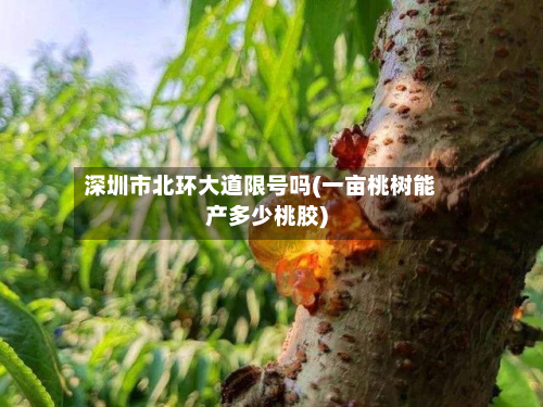 深圳市北环大道限号吗(一亩桃树能产多少桃胶)-第2张图片