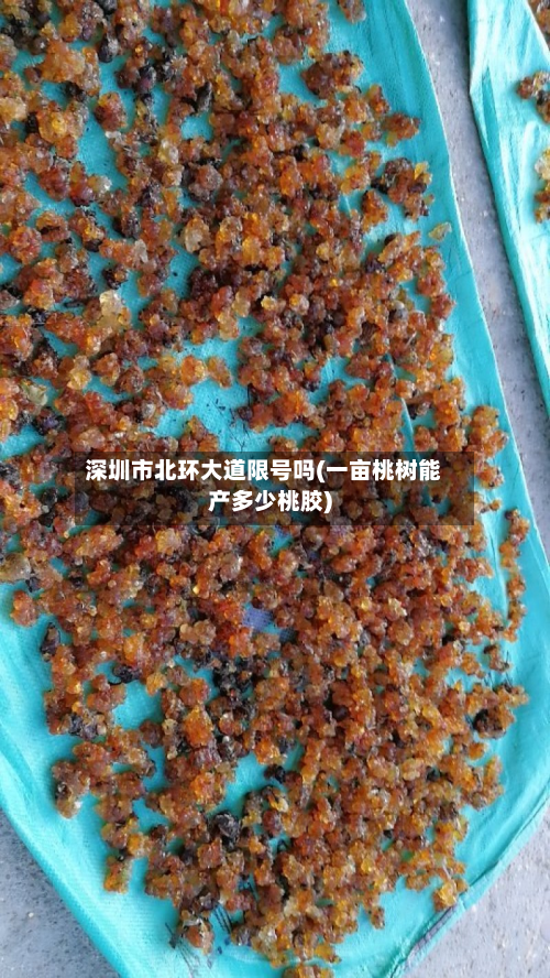 深圳市北环大道限号吗(一亩桃树能产多少桃胶)-第3张图片