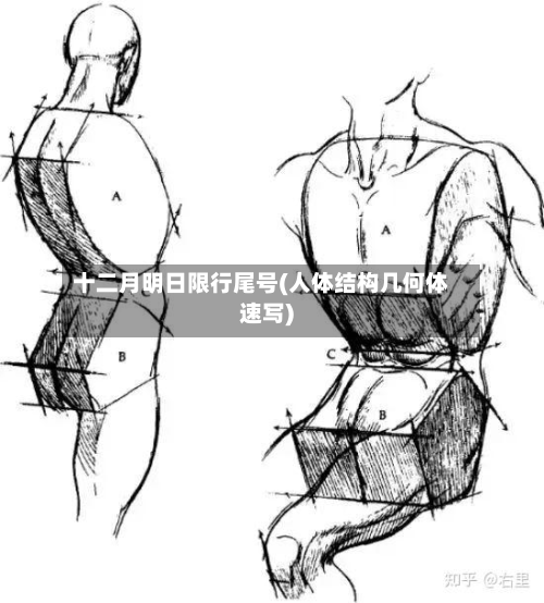 十二月明日限行尾号(人体结构几何体速写)-第3张图片