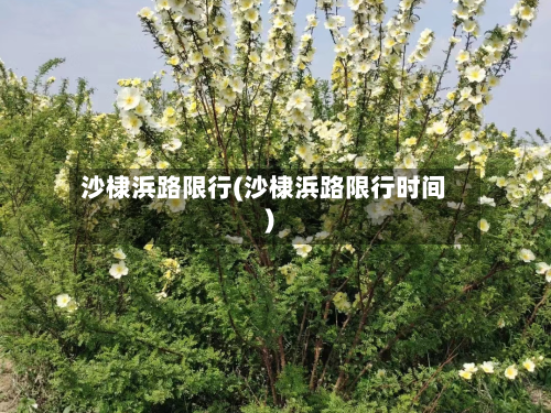 沙棣浜路限行(沙棣浜路限行时间)
