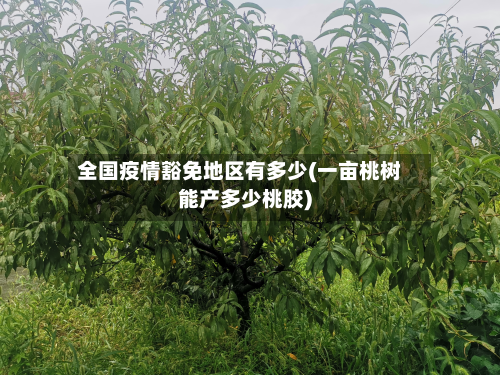 全国疫情豁免地区有多少(一亩桃树能产多少桃胶)