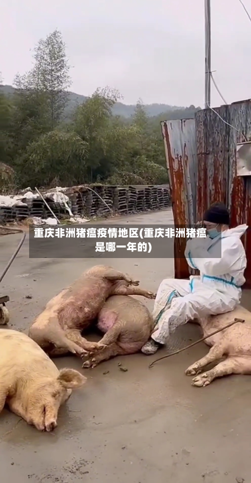 重庆非洲猪瘟疫情地区(重庆非洲猪瘟是哪一年的)-第2张图片