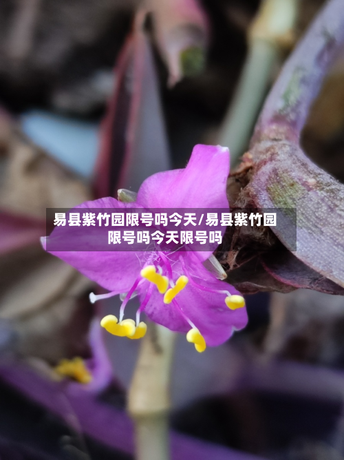 易县紫竹园限号吗今天/易县紫竹园限号吗今天限号吗