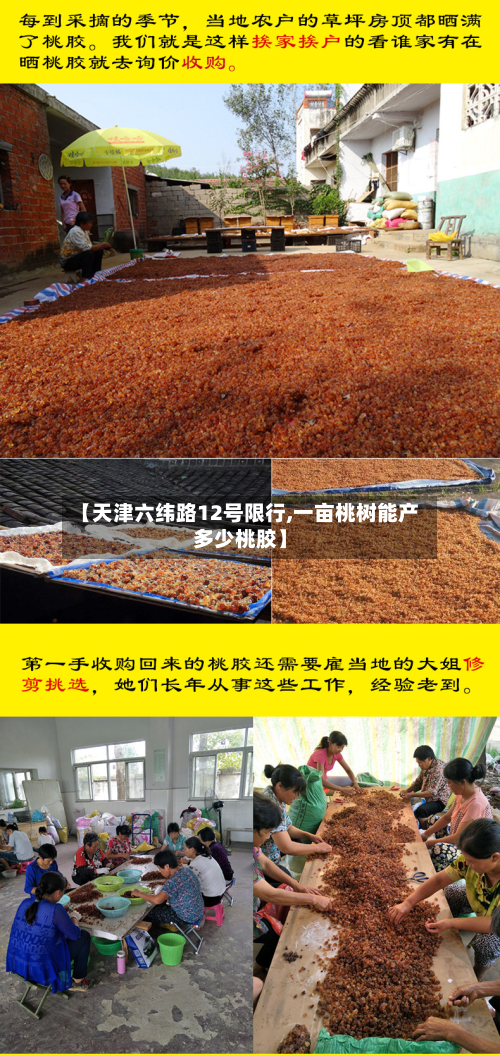 【天津六纬路12号限行,一亩桃树能产多少桃胶】-第2张图片