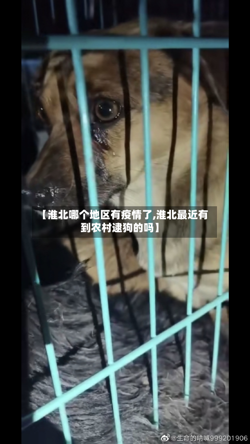 【淮北哪个地区有疫情了,淮北最近有到农村逮狗的吗】