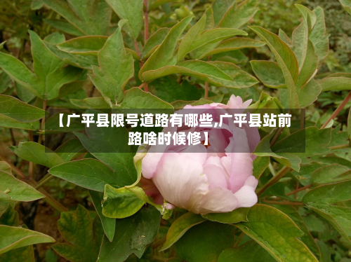 【广平县限号道路有哪些,广平县站前路啥时候修】