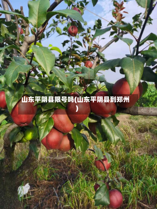 山东平阴县限号吗(山东平阴县到郑州)-第2张图片