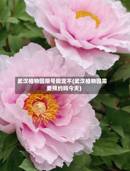 武汉植物园限号规定不(武汉植物园需要预约吗今天)
