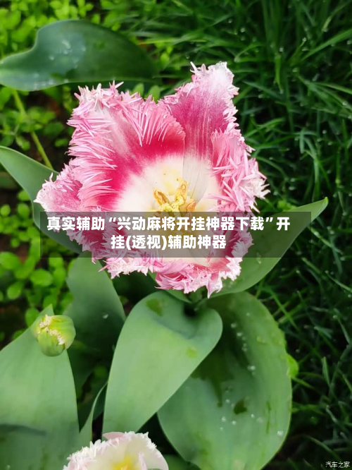 真实辅助“兴动麻将开挂神器下载”开挂(透视)辅助神器