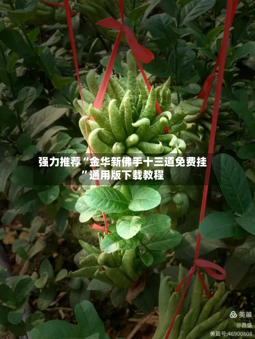 强力推荐“金华新佛手十三道免费挂”通用版下载教程