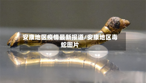 安康地区疫情最新报道/安康地区毒蛇图片