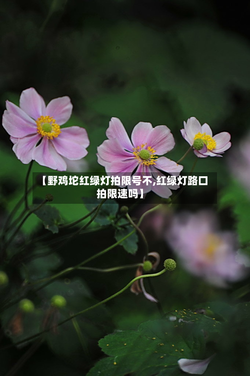 【野鸡坨红绿灯拍限号不,红绿灯路口拍限速吗】-第2张图片