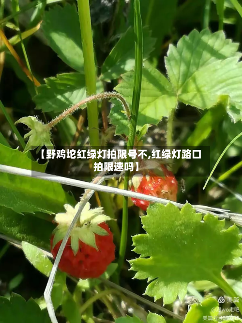 【野鸡坨红绿灯拍限号不,红绿灯路口拍限速吗】